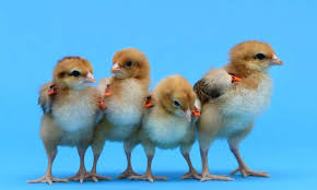 Birds / Fowl / Poultry